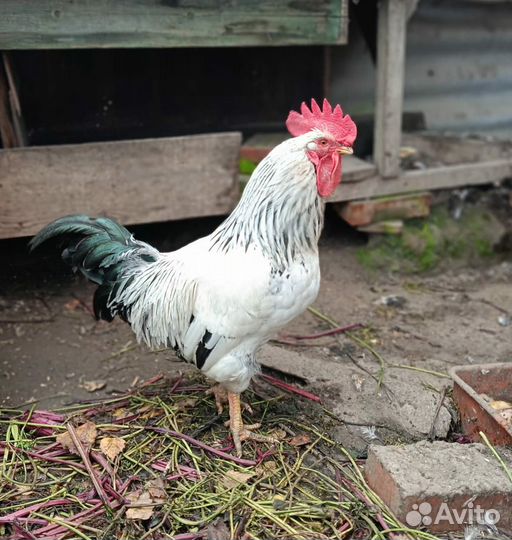 Куры петухи