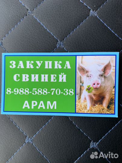 Свиньи живым весом