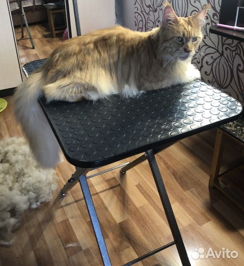 Стрижка собак и кошек