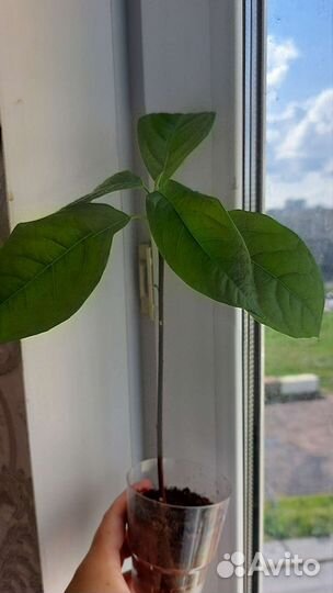 Авокадо растение молодое