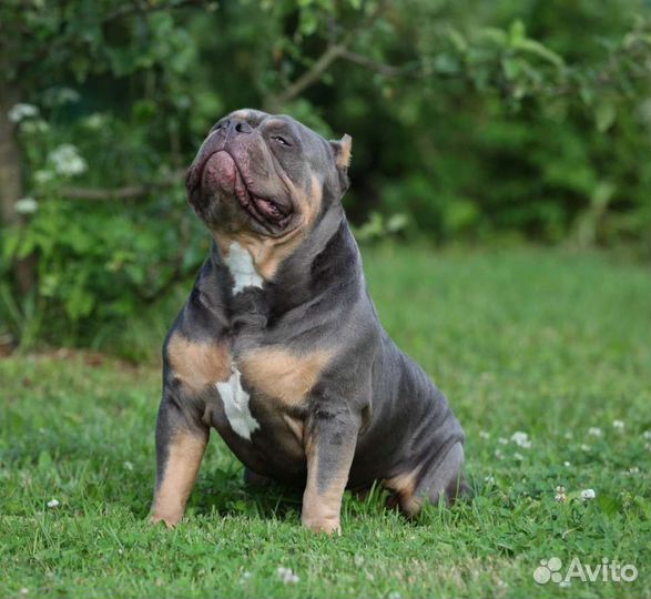 Американский булли вязка