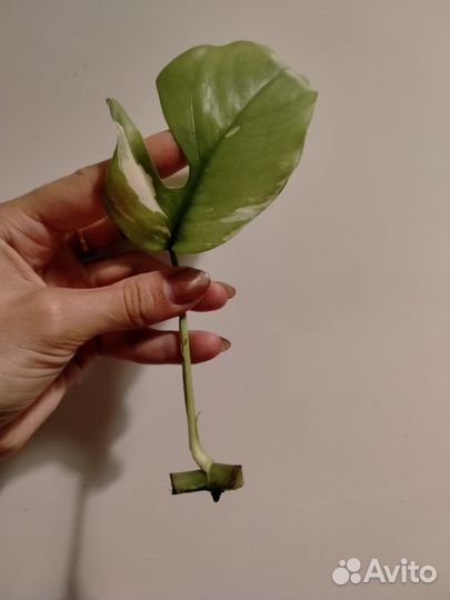 Рафидофора тетрасперма вариегатная