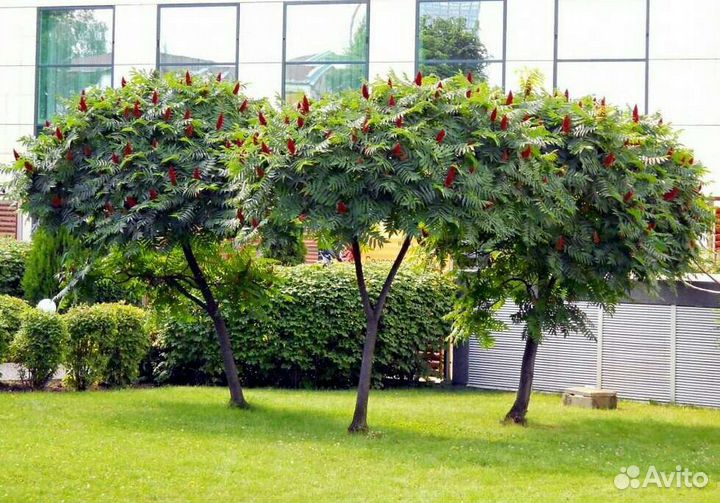 Сумах оленерогий