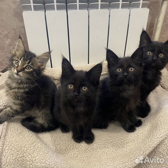 Котята мейн-кун