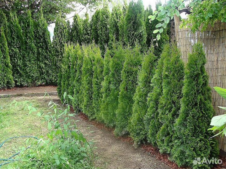 Туи для изгороди