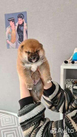 Шиба сиба ину