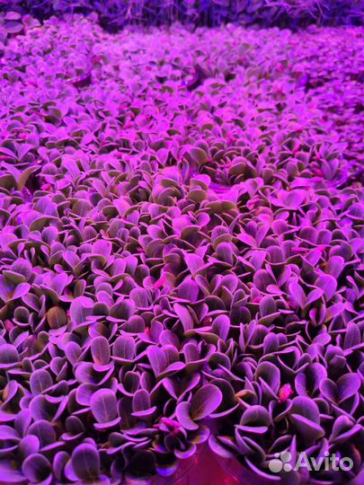 Сок микрозелени расторопши