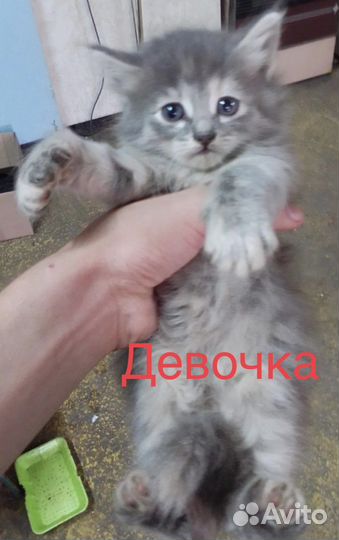 Кошка