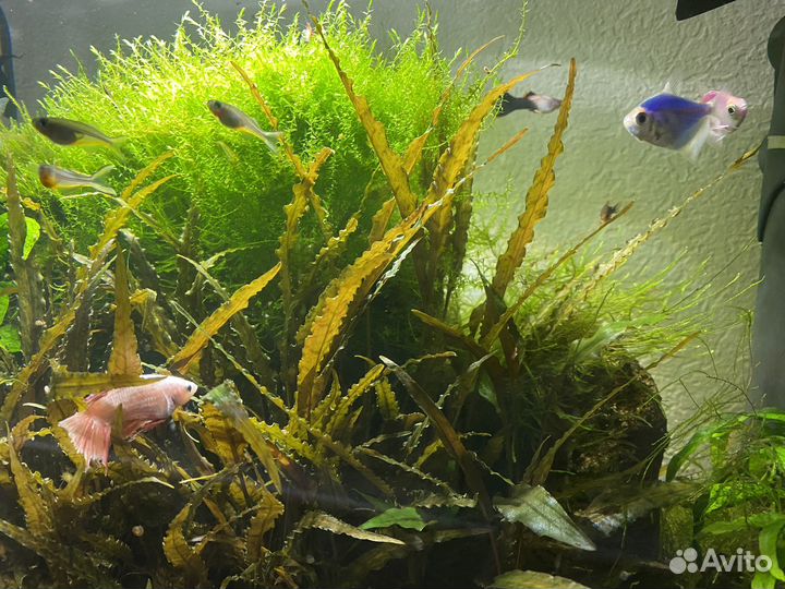 Аквариум с тумбой