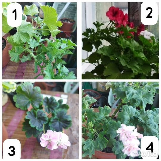 Пеларгония