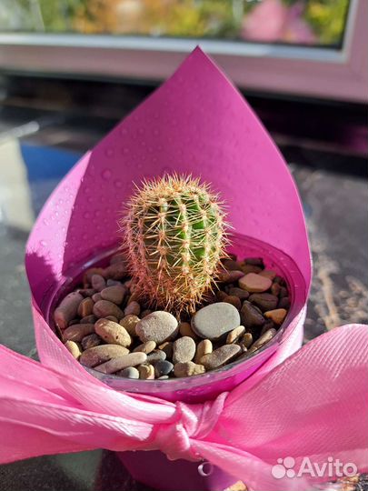 Суккуленты, кактусы