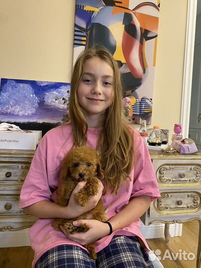 Той-пудель девочка