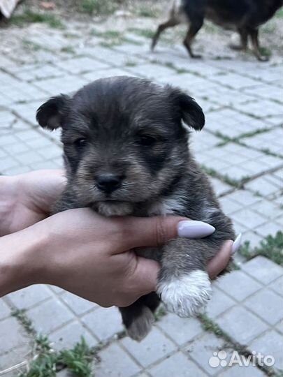 Щенок в добрые руки