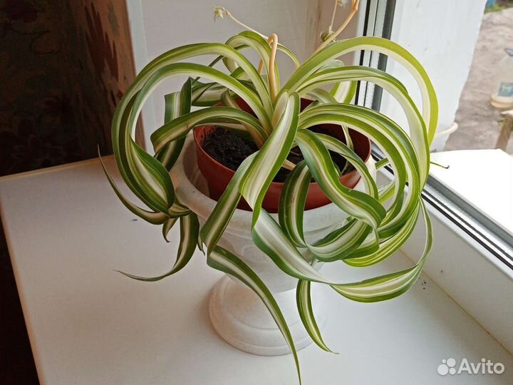 Хлорофитум Бонни