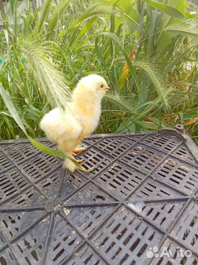 Куры Колумбийская Брама