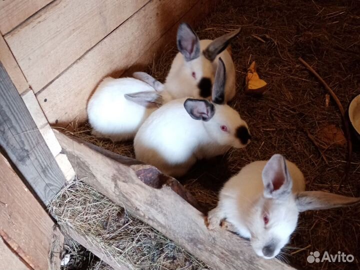 Крольчата Калифорнийской породы