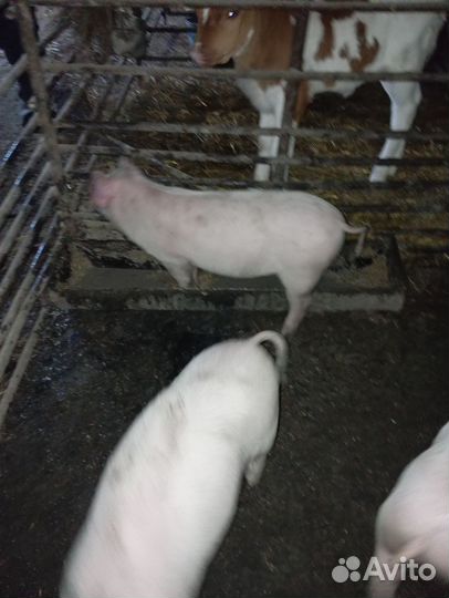 Поросята 2 месяца