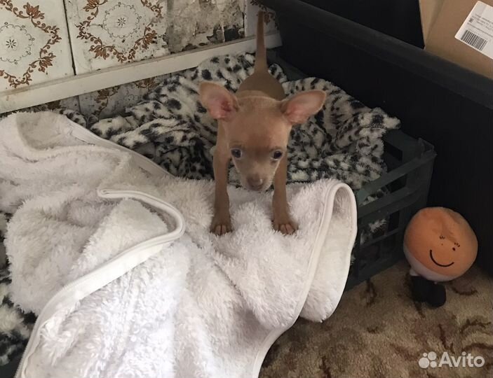 Мини той терьер