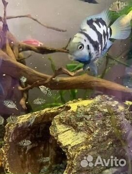 Сапфировый попугай (мальки 2 месяца)