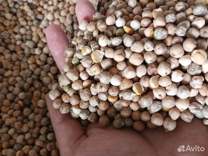 Нут кормовой