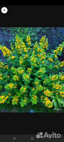 Многолетние растения для сада