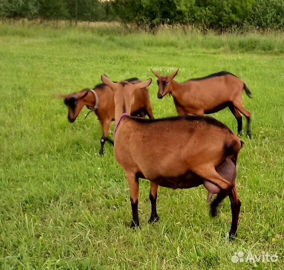 Чешская коза