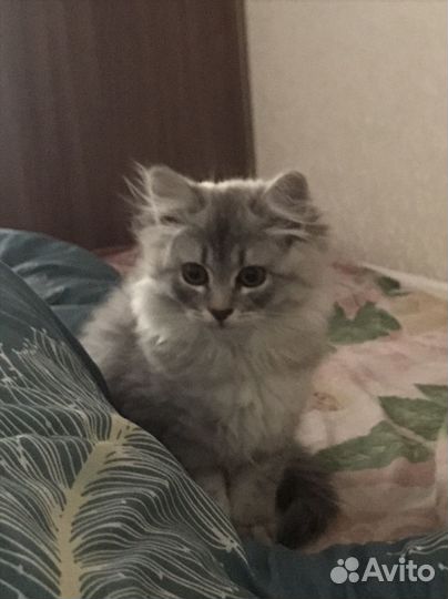 Котёнок бесплатно
