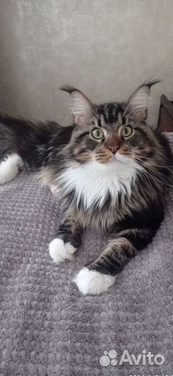 Мейн-кун вязка