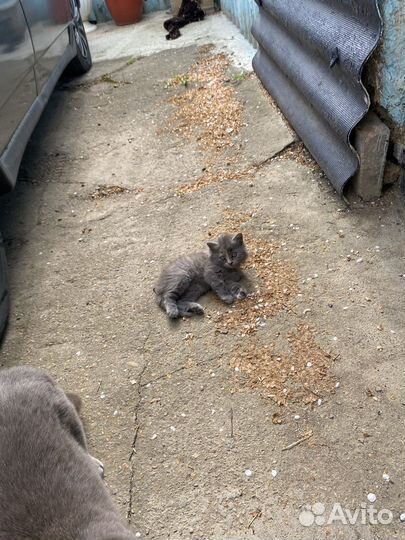 Котята отдам бесплатно