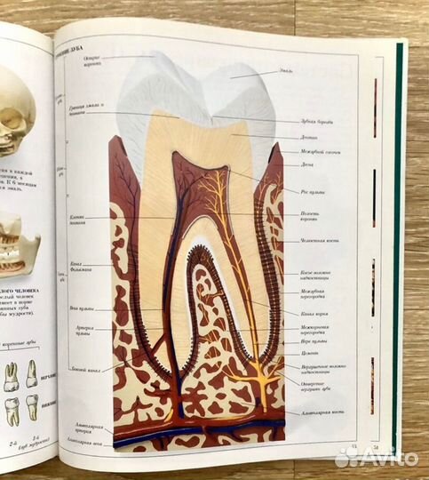 Книги новые.Дорлинг Киндерсли