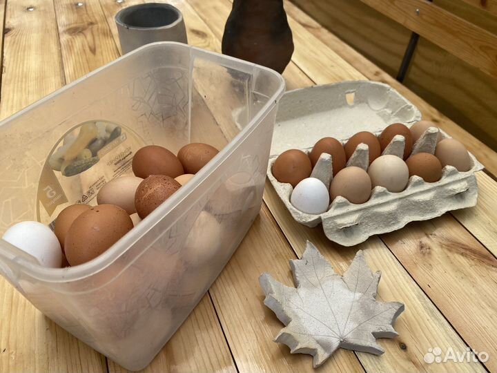 Домашние куриные яйца