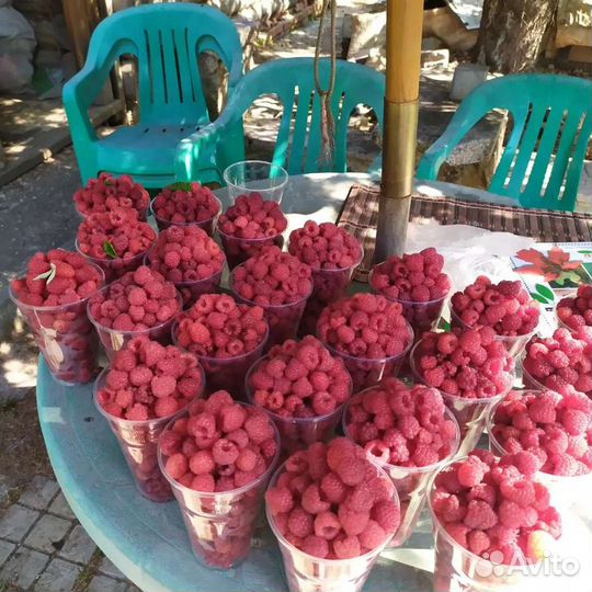 Малина: саженцы