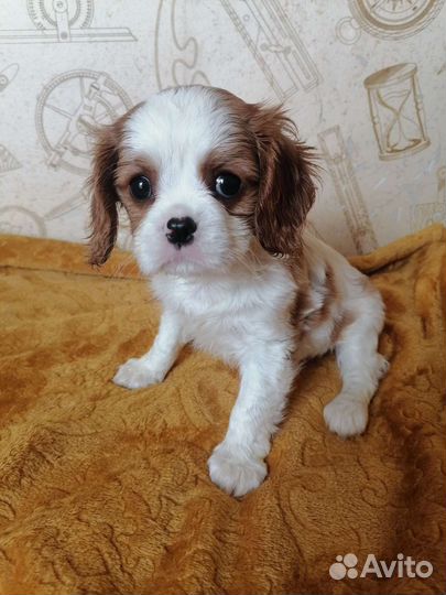 Девочка Луна Кавалер кинг чарльз спаниель