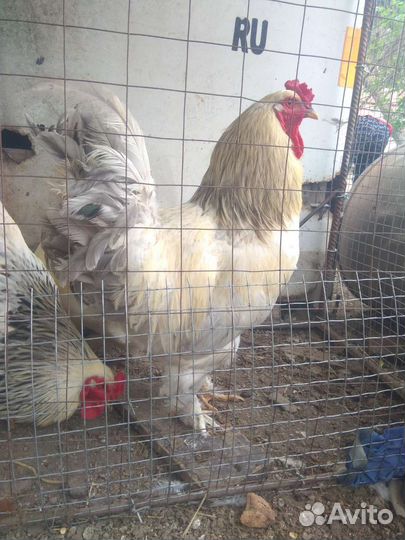 Петухи Колумбийской Брамы