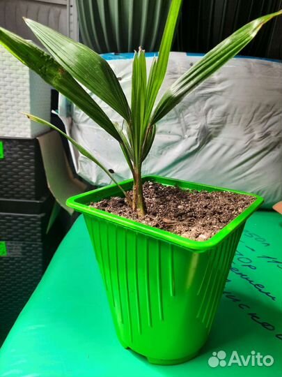 Пальма трахикарпус