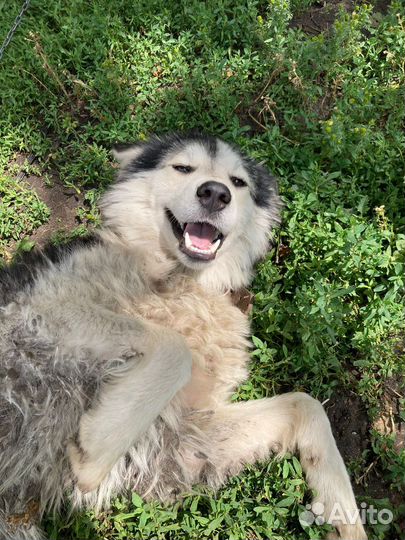 Собачка в добрые руки