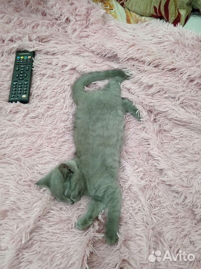 Британская