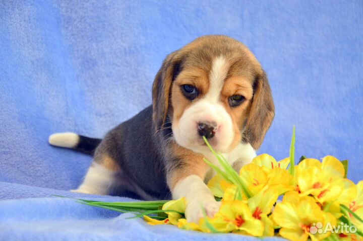 Бигль малыши