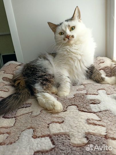 Кошка