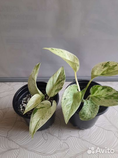 Эпипремиумы. Филоденроны. Сциндапсус