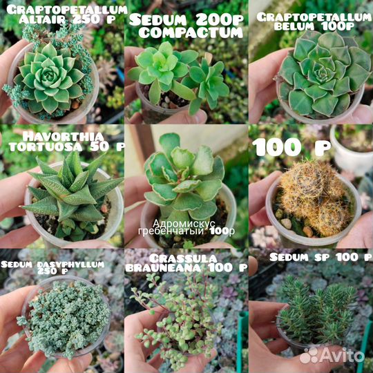 Суккуленты