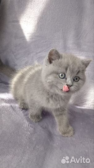 Британская