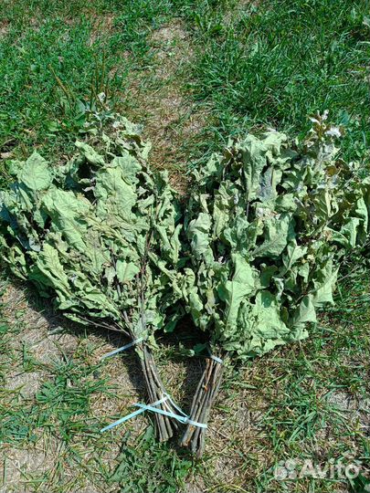 Веники для бани дуб 2024