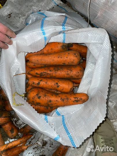 Морковь оптом кордоба