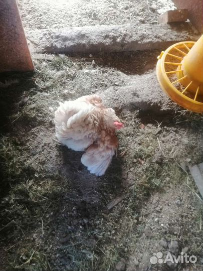 Куры наседки, клухи