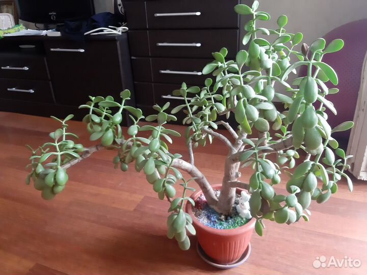 Денежное дерево толстянка