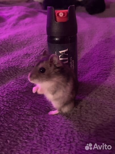 Джунгарский хомяк мальчик