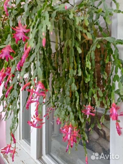 Комнатные цветы Декабрист