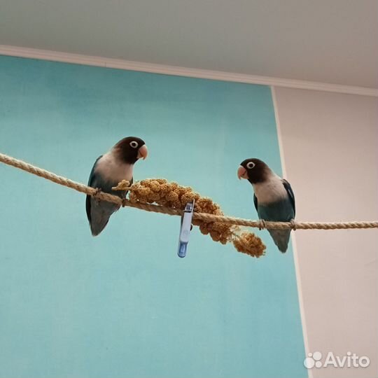 Масковые неразлучники