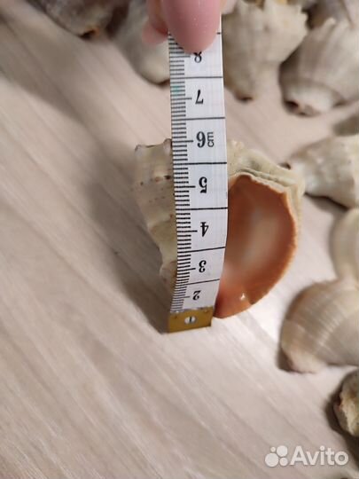 Морские ракушки